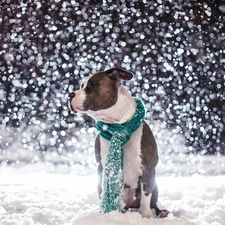 winter, snow, dog, Amstaff, Scarf