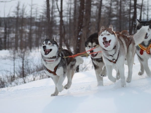 winter, forest, canine, team