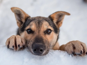 winter, snow, sheep-dog, german