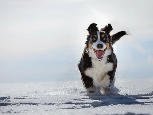 Bernese Mountain Dog, winter, snow, gear