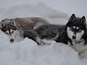 winter, snow, Siberian Husky, Dogs