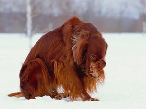 sadness, winter, irish, Offense, setter