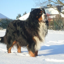 winter, Bernese Mountain Dog