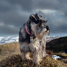 winter, Mountains, Schnauzer, rocks