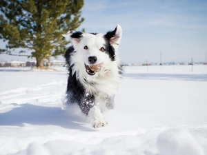 dog, winter, snow, Border Collie