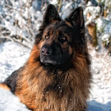 snow, winter, dog
