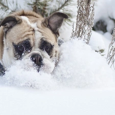 snow, winter, dog