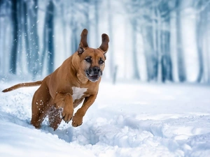 dog, winter, snow, Rhodesian ridgeback