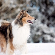 winter, Longhaired, sheep-dog, snow, Scotch