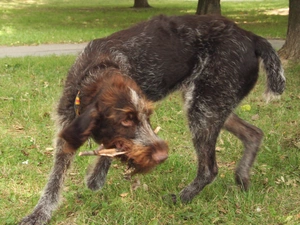 German Wirehaired Pointer