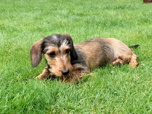 Wirehaired Dachshund, grass