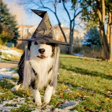 witch, Hat, dog, Border Collie