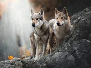 Two cars, Czechoslovakian Wolfdog, Rocks, Dogs