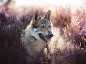 heath, dog, Czechoslovakian Wolfdog
