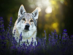 lavender, dog, Czechoslovakian Wolfdog