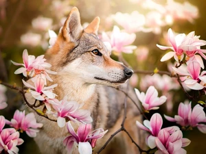 Magnolia, dog, Czechoslovakian Wolfdog