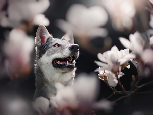 Magnolias, dog, Czechoslovakian Wolfdog