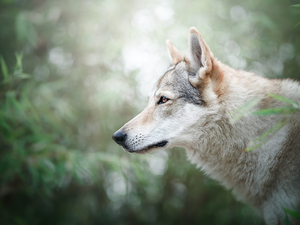 profile, dog, Czechoslovakian Wolfdog