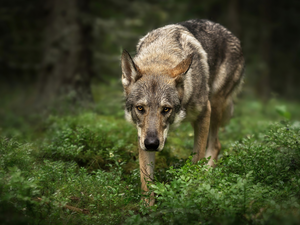 VEGETATION, dog, Czechoslovakian Wolfdog