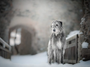 fuzzy, background, Irish Wolfhound, snow, dog