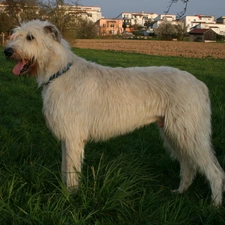 Irish Wolfhound, White