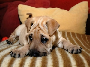 wrinkles, Shar Pei