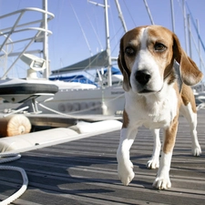 pier, Yachts, doggy