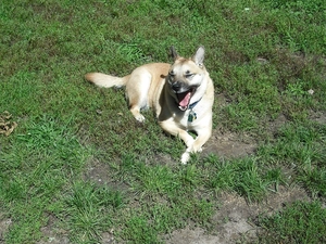 yawning, Norsk Buhund