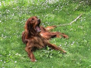 yawning, Irish Setter