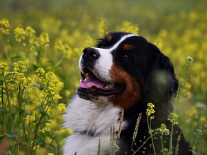 dog, Flowers, rape, Yellow
