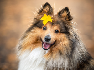 dog, Yellow, leaf, shetland Sheepdog