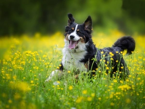 Bernese Mountain Dog, Yellow, Flowers, Meadow