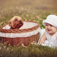 York, doggy, small, basket, girl