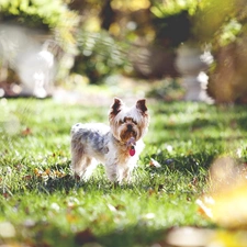 grass, York Terrier