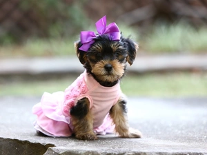 Puppy, Thumbnail, clothes, York