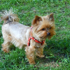 ##, Yorkshire Terrier