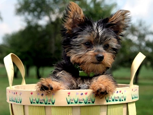 Yorkshire Terrier, basket