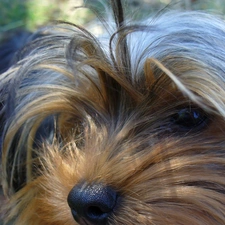 Head, Yorkshire Terrier