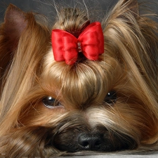 Loop, Yorkshire Terrier