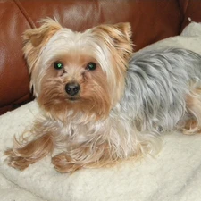 Sofa, Yorkshire Terrier