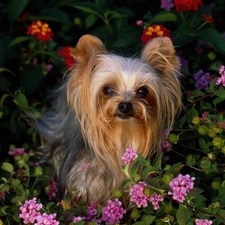 Yorkshire Terrier