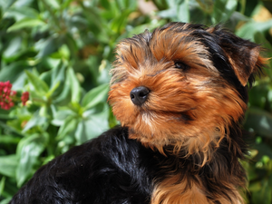 Yorkshire Terrier