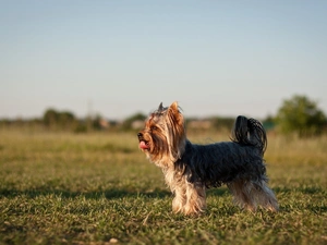 Yorkshire Terrier