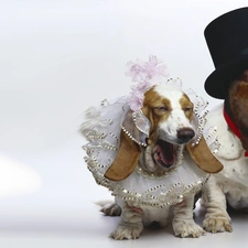 young, Steam, Two cars, newlyweds, Bassets