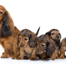 young, bitch, dachshunds, puppies, Longhair