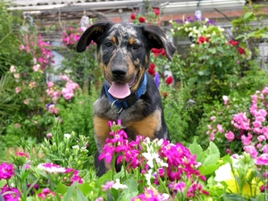 Garden, young, Shepherd French Beauceron