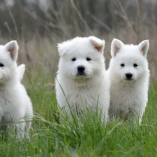 young, White Swiss Shepherd, Three