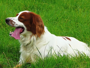 grass, young, Setter Irish Red and White, Tounge