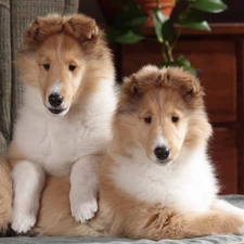 young, Collies Longhair, Two cars